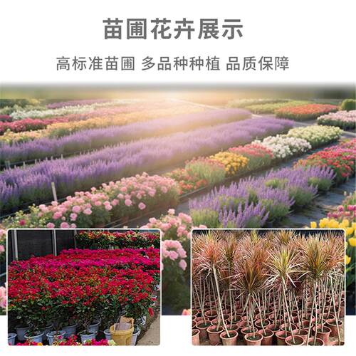 文竹水培植物竹子附石假山盆栽懒人水培好养绿植室内吸水石盆景 - 图3