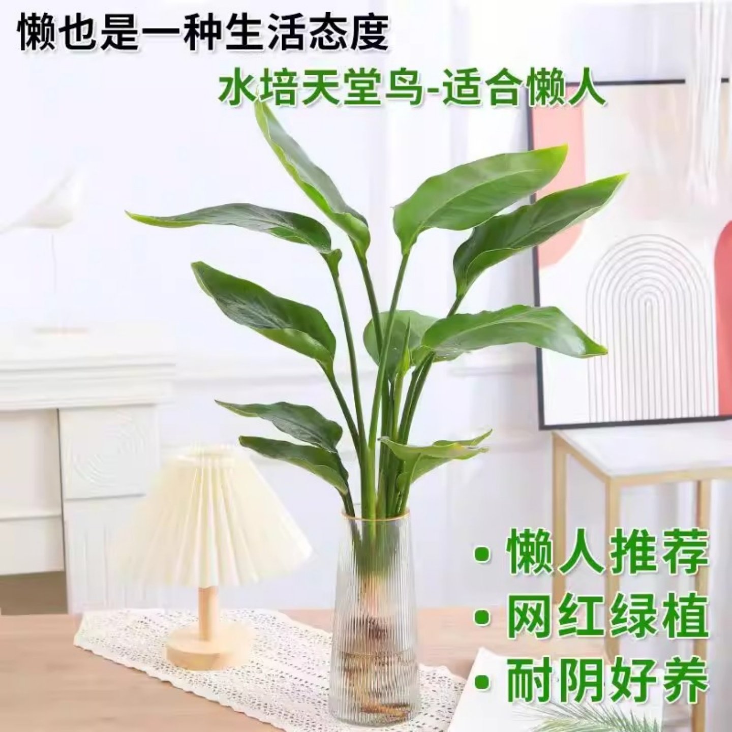 水培植物天堂鸟绿植盆栽花卉植物室内客厅无土水培龟背竹四季常绿,淘宝优惠券,粉丝福利购,淘宝优惠卷