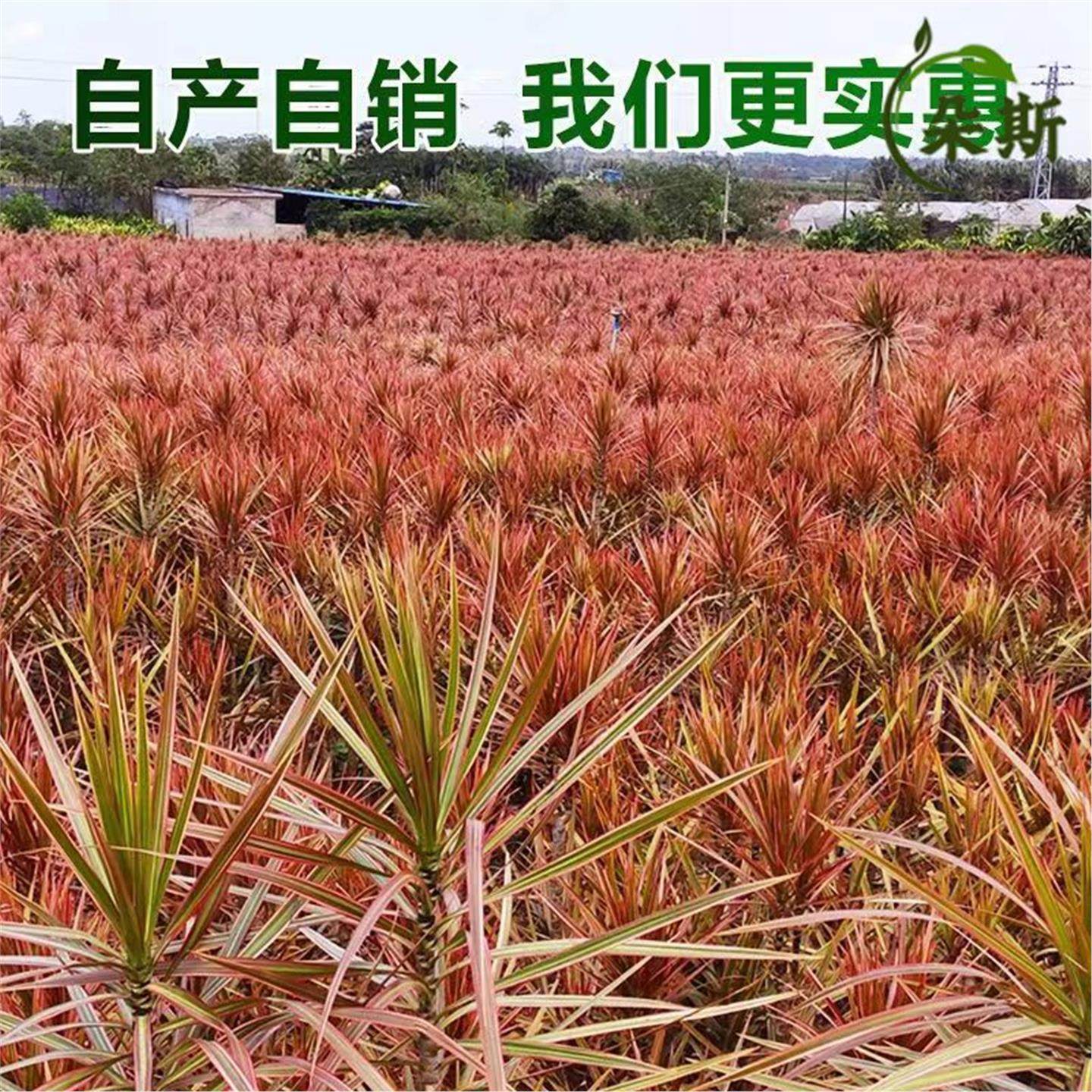 七彩铁千年木绿植盆栽客厅室内植物五彩马尾铁龙血树苗百合竹网红,淘宝优惠券,粉丝福利购,淘宝优惠卷