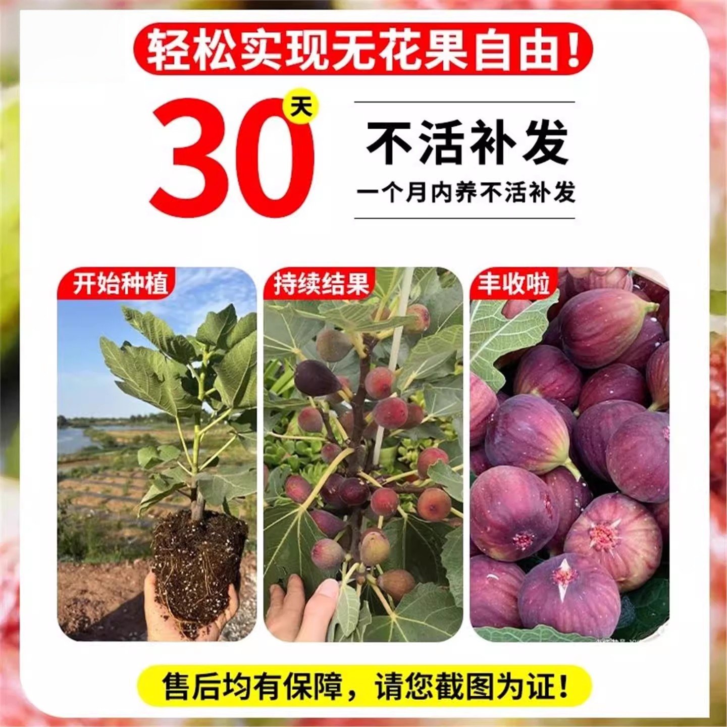 无花果果期带果发货原土原盆庭院阳台水果盆栽绿植四季结果易养活,淘宝优惠券,粉丝福利购,淘宝优惠卷