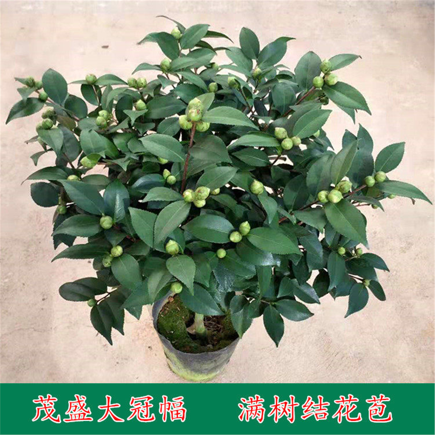 香妃茶花盆栽烈香千里香山茶花大树苗浓香型花苞四季常绿阳台庭院,淘宝优惠券,粉丝福利购,淘宝优惠卷