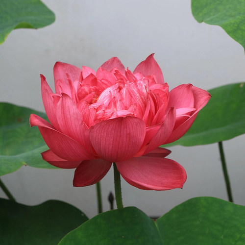 观赏荷花种藕池塘莲藕种苗荷花盆栽水养睡莲四季开花碗莲水培植物 - 图0