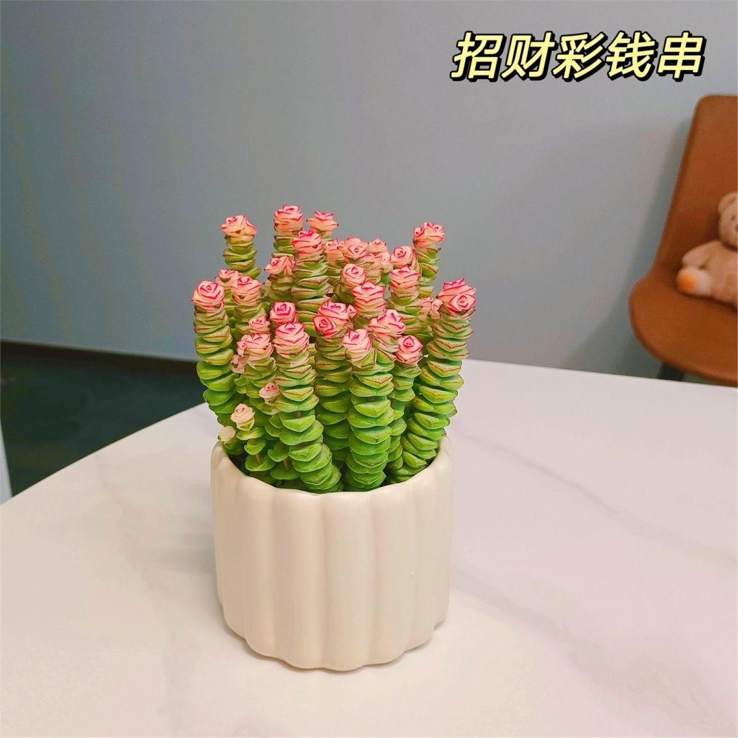 招财多肉植物彩色钱串盆栽办公室内桌面花卉好养美观带盆带土花卉 - 图2