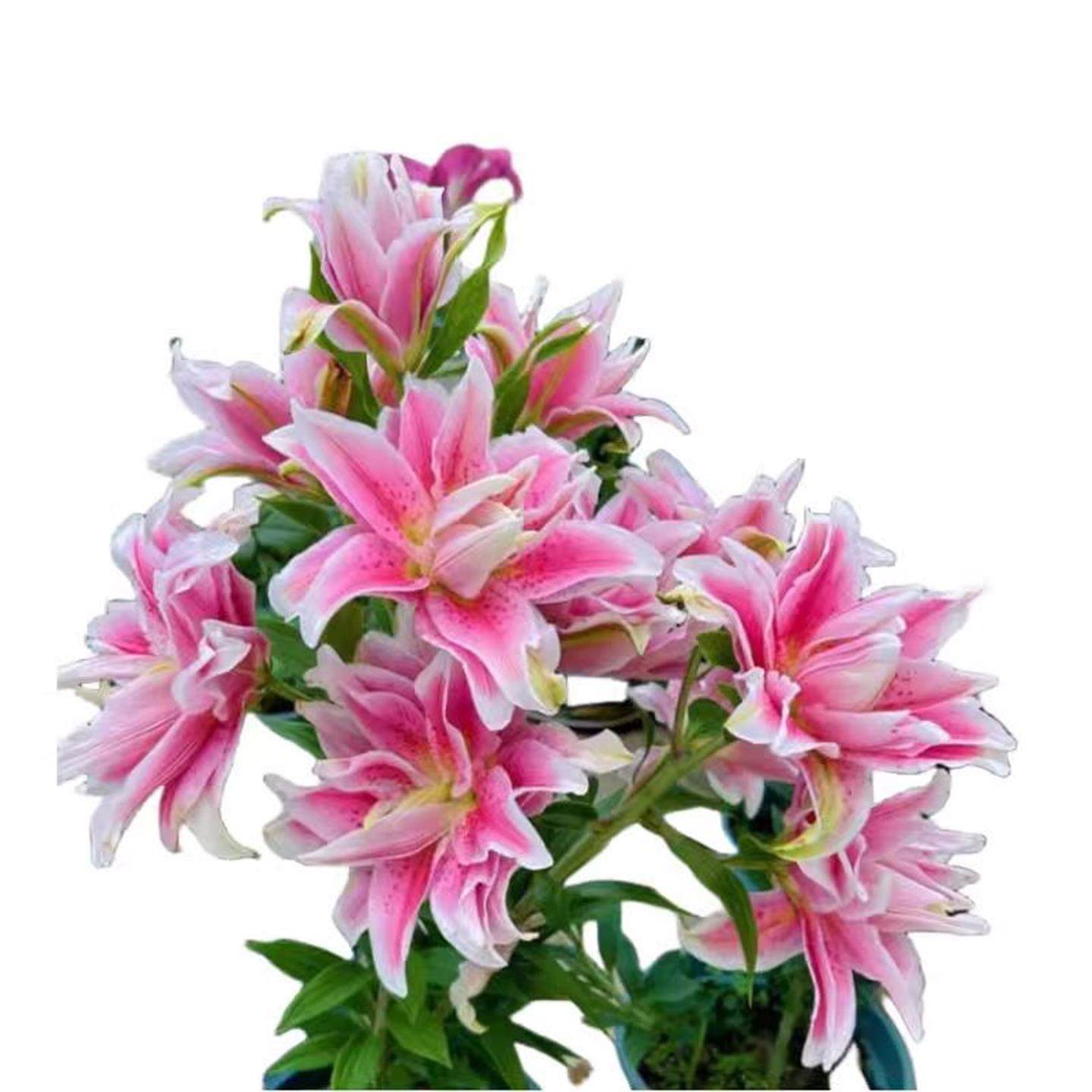 进口香水百合花种球重瓣四季多年生好养鲜花绿植盆栽室外阳台花卉,淘宝优惠券,粉丝福利购,淘宝优惠卷