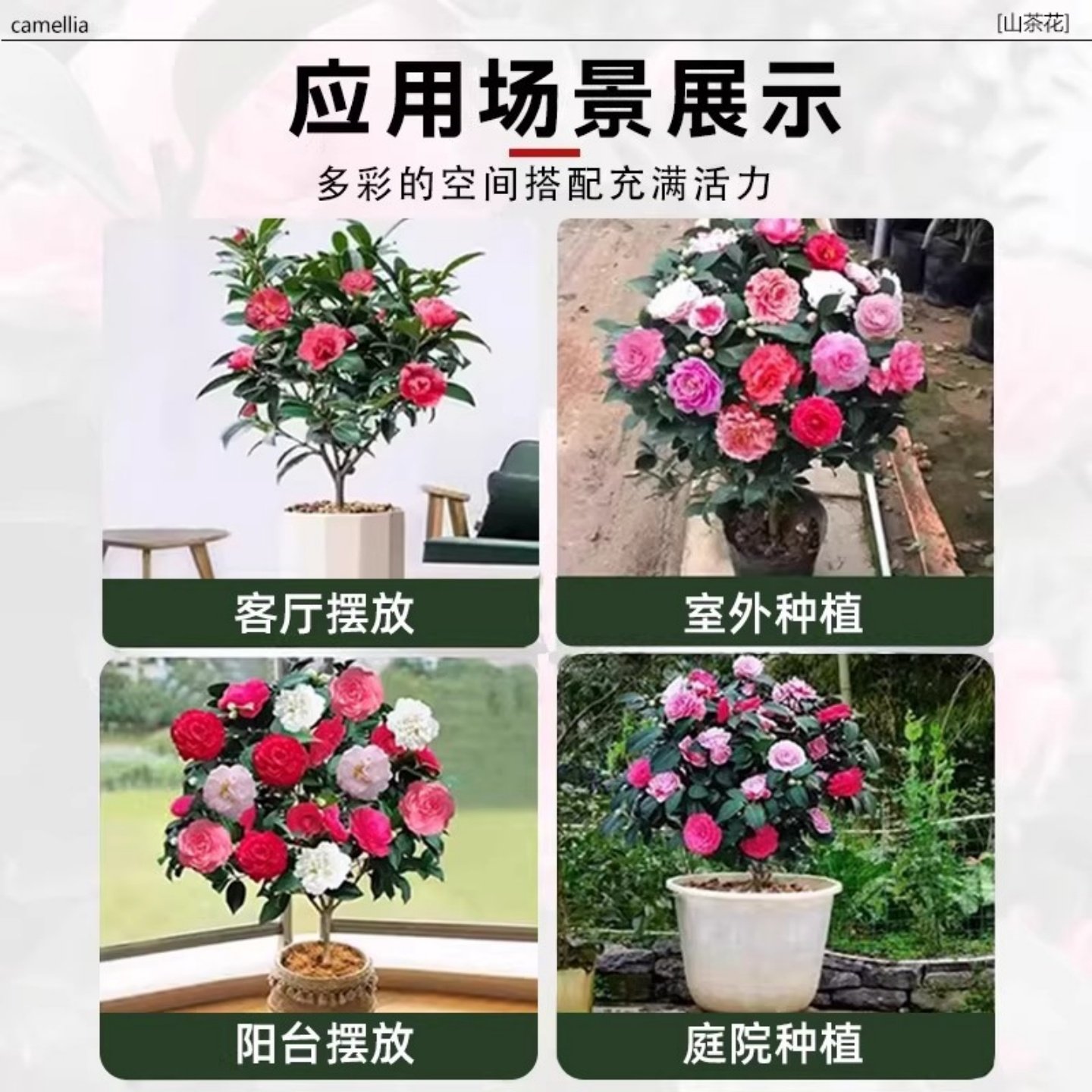 香妃茶花树苗山茶花盆栽带花苞室内好养耐寒花卉阳台庭院四季绿植,淘宝优惠券,粉丝福利购,淘宝优惠卷