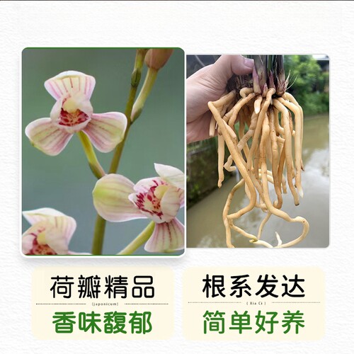 名贵兰花苗浓香型【大将军】建兰室内盆栽四季兰花卉阳台绿 - 图3