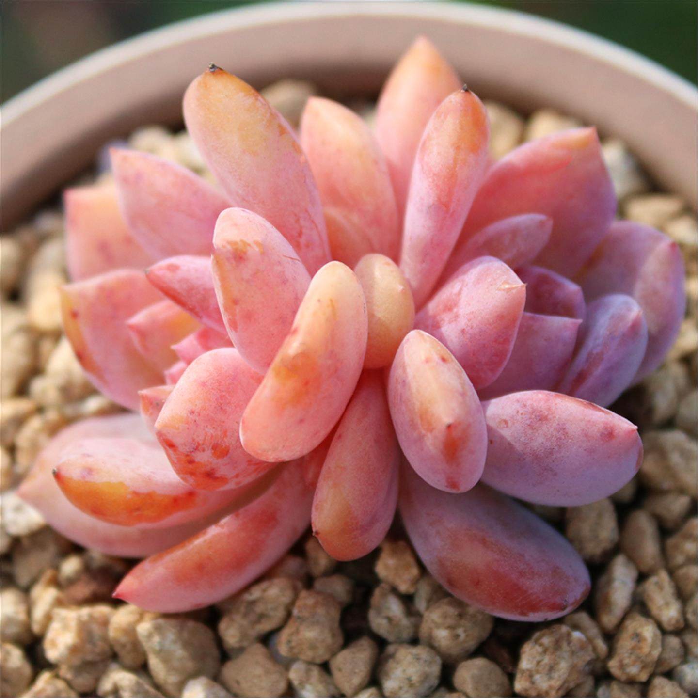 橙梦露多肉植物单头果冻色多肉盆栽肉肉花卉带盆土栽雪天使好养活,淘宝优惠券,粉丝福利购,淘宝优惠卷