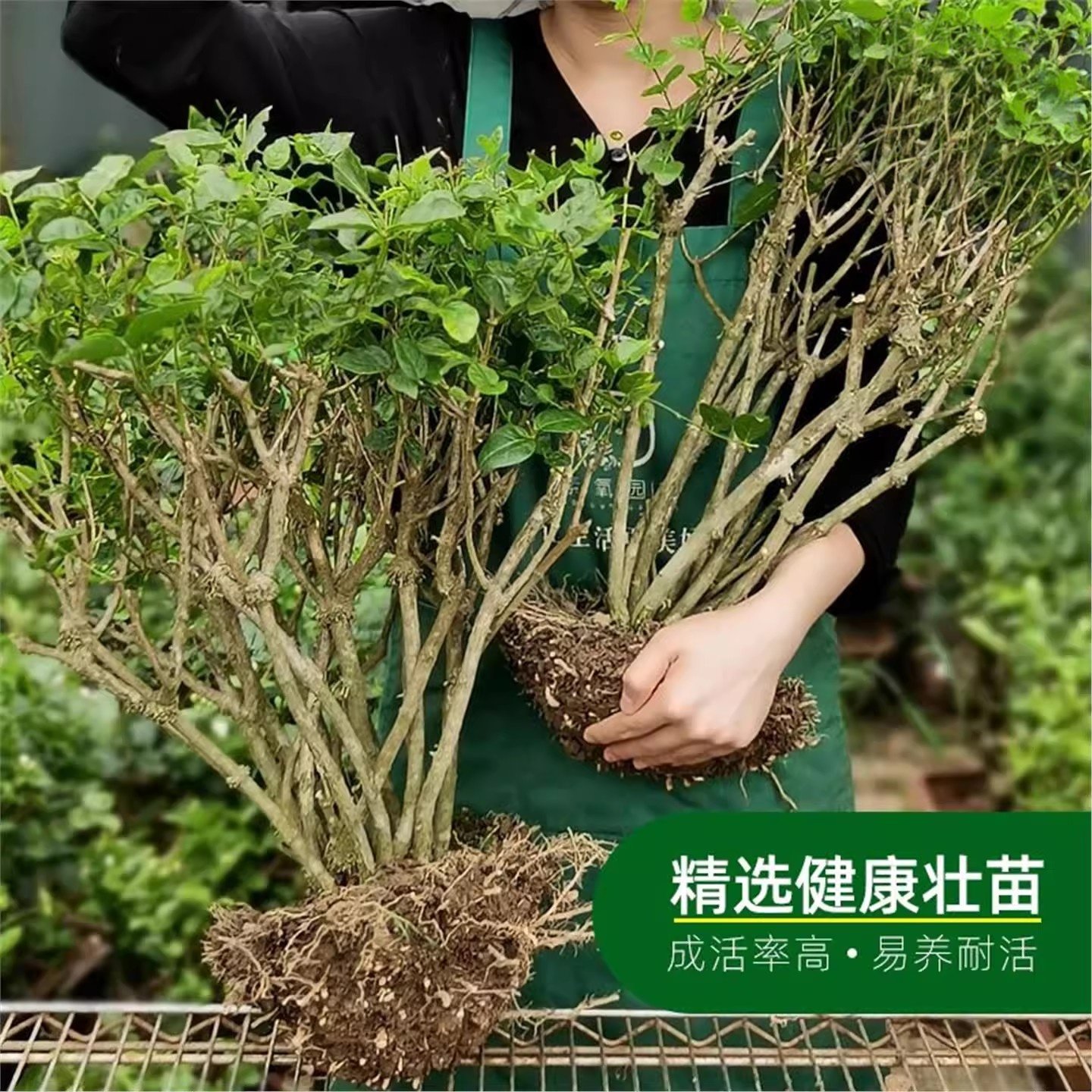 重瓣独杆茉莉花盆栽老桩室内浓香型驱蚊花苞自然绿植花卉植物好养,淘宝优惠券,粉丝福利购,淘宝优惠卷