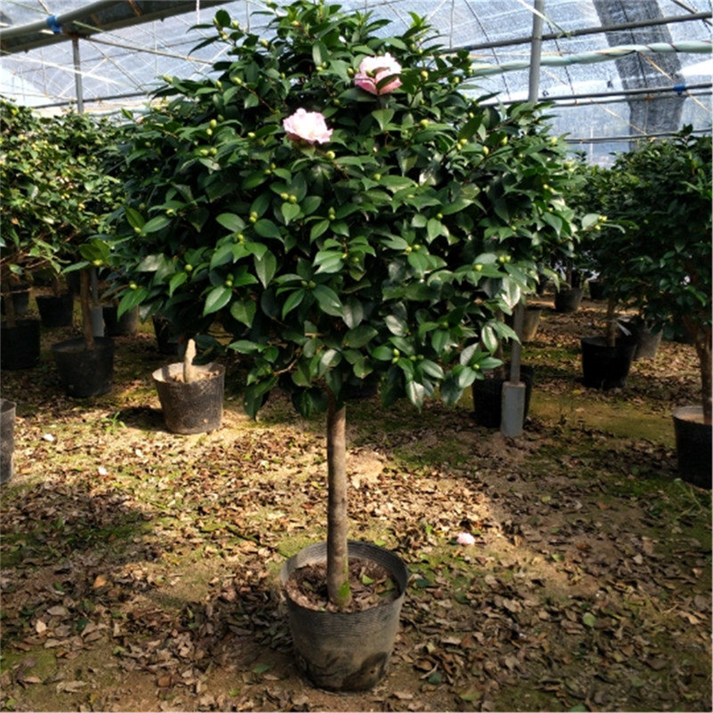 香妃茶花盆栽烈香千里香山茶花大树苗浓香型花苞四季常绿阳台庭院,淘宝优惠券,粉丝福利购,淘宝优惠卷