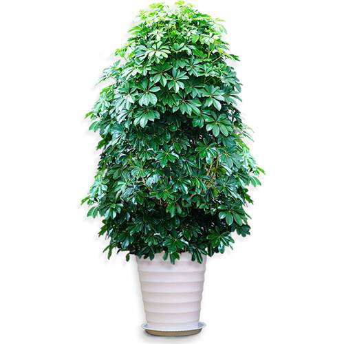 鸭脚木客厅大盆栽七叶莲水培招财树八方来财室内绿植物花卉发财树 - 图3