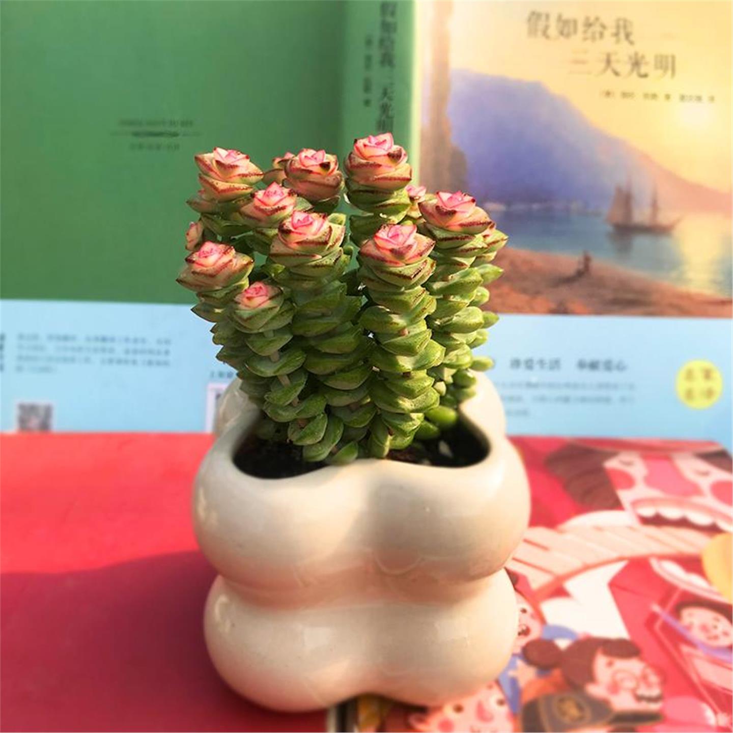 招财多肉植物彩色钱串盆栽办公室内桌面花卉好养美观带盆带土花卉 - 图3