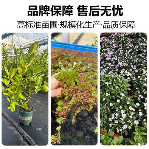 七彩铁五彩千年木盆栽三色龙血树室内绿植红竹观叶植物好养活花卉 - 图3