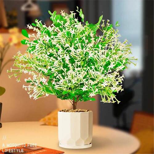 夜来香盆栽带花苞室内外庭院驱蚊花卉绿植好养九里香花苗四季花卉 - 图1
