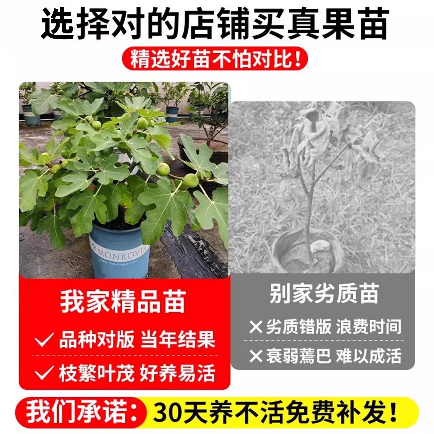 无花果果期带果发货原土原盆庭院阳台水果盆栽绿植四季结果易养活,淘宝优惠券,粉丝福利购,淘宝优惠卷