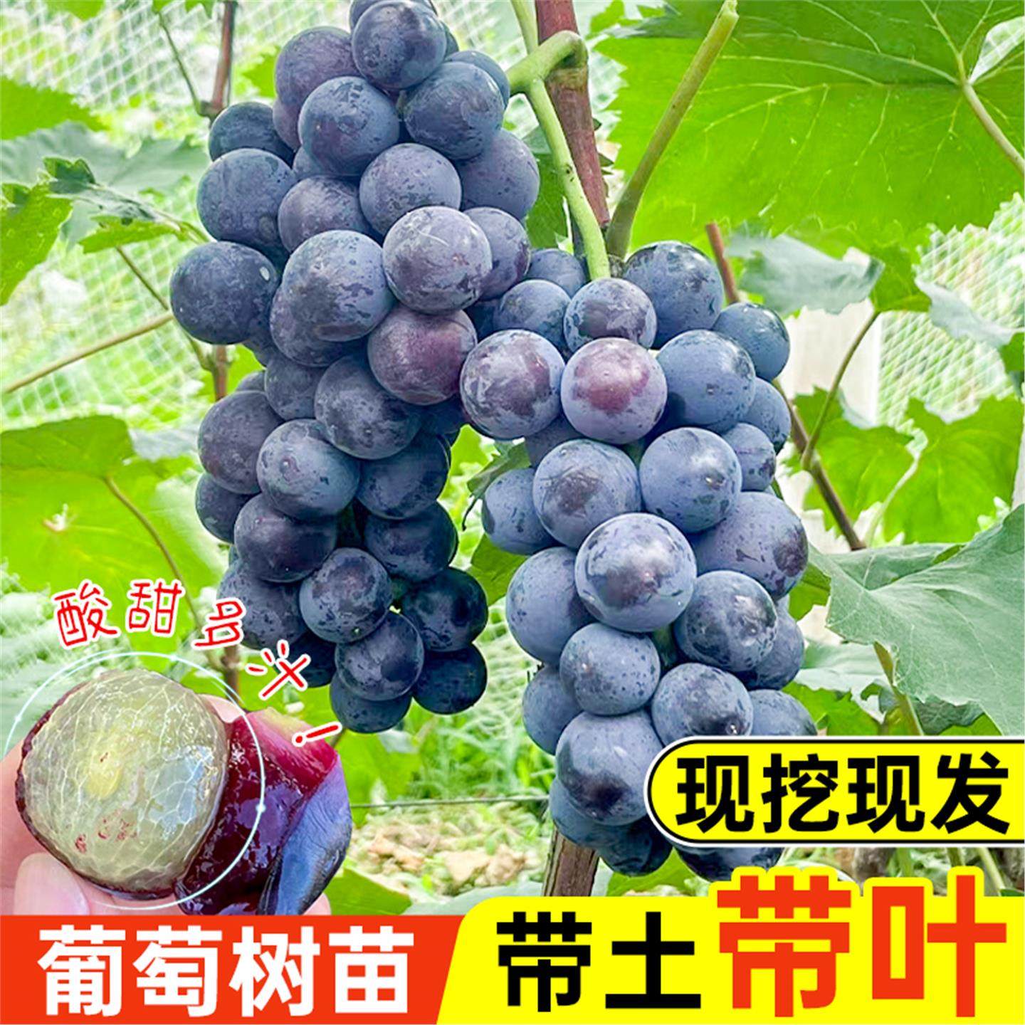 巨峰葡萄树苖阳光玫瑰果树果苗盆栽南北方耐寒四季种植院爬藤树苗,淘宝优惠券,粉丝福利购,淘宝优惠卷