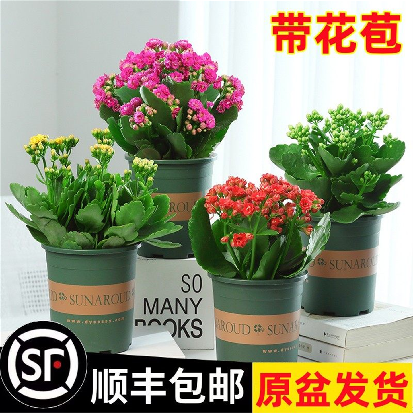 长寿花盆栽重瓣大花带花苞花苗室内开花多肉好养花卉植物鲜花绿植,淘宝优惠券,粉丝福利购,淘宝优惠卷