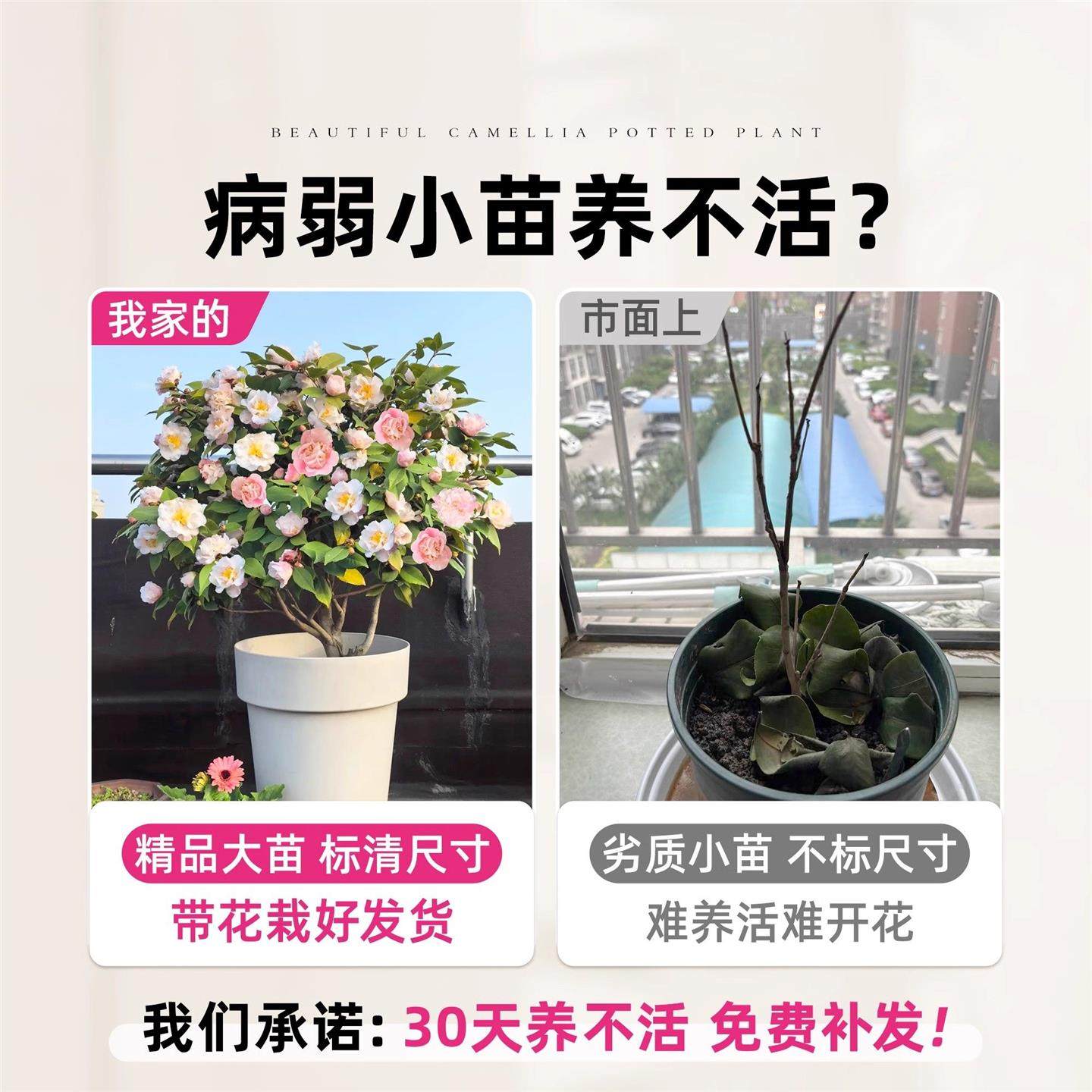 茶花盆栽香妃山茶花树苗多季开花卉带花苞五色赤丹室内外阳台绿植,淘宝优惠券,粉丝福利购,淘宝优惠卷