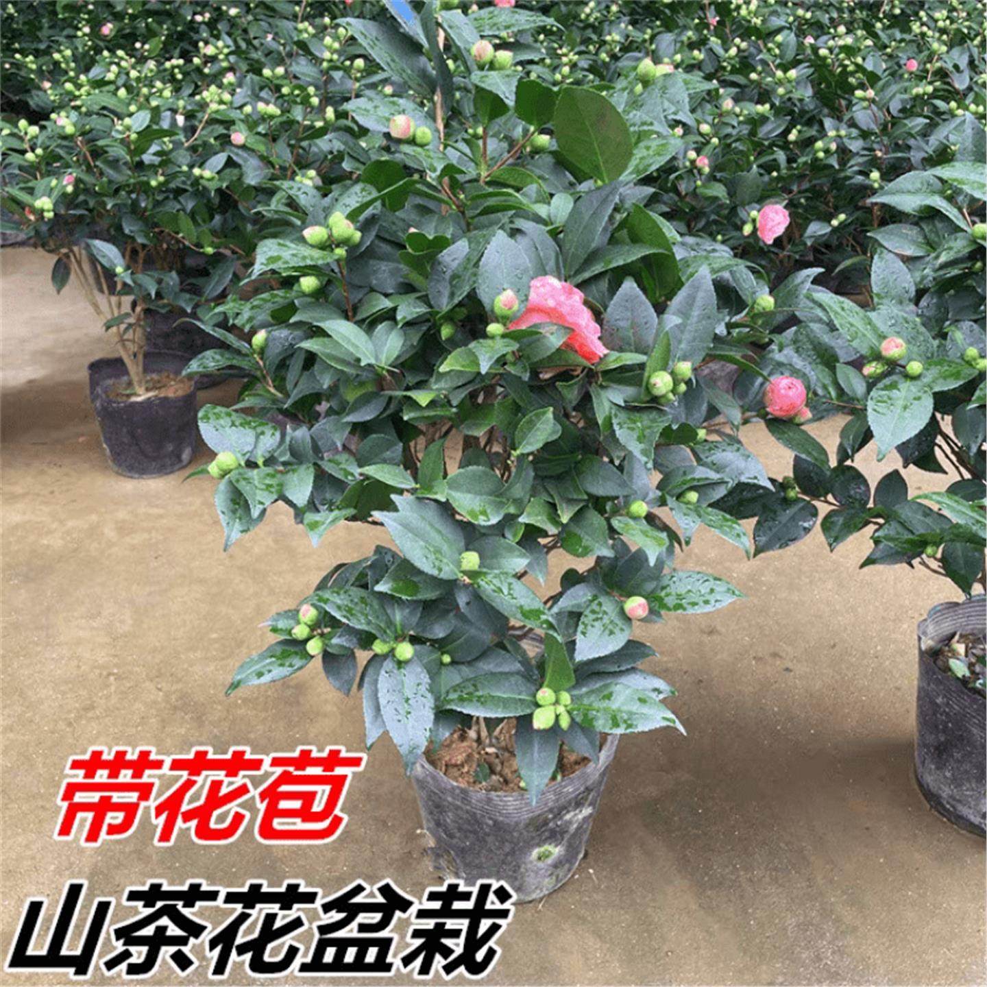 香妃茶花盆栽带花苞山茶树苗室内庭院开花植物好养活四季花卉绿植,淘宝优惠券,粉丝福利购,淘宝优惠卷