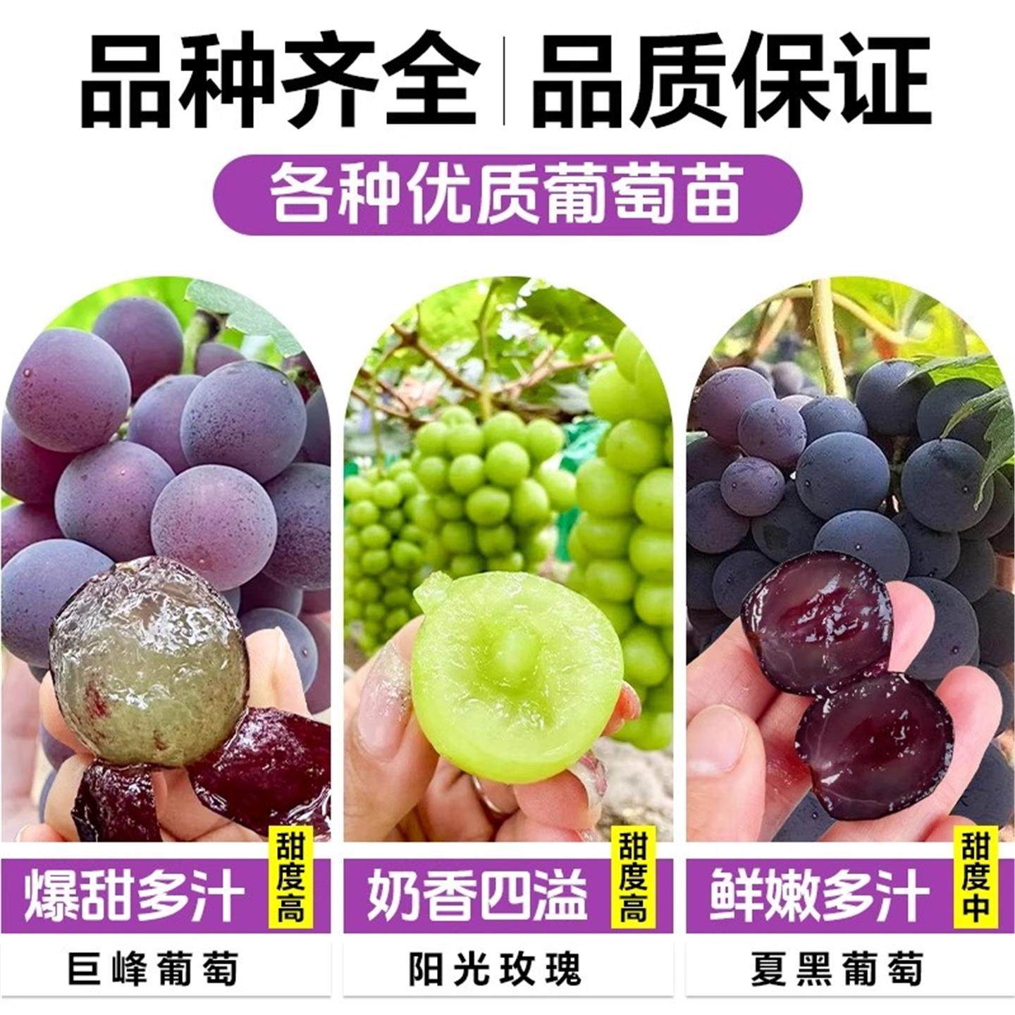 巨峰葡萄树苖阳光玫瑰果树果苗盆栽南北方耐寒四季种植院爬藤树苗,淘宝优惠券,粉丝福利购,淘宝优惠卷