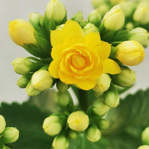 长寿花盆栽花苗带花苞重瓣大花金狐狸室内多年生好养的花卉绿植 - 图3