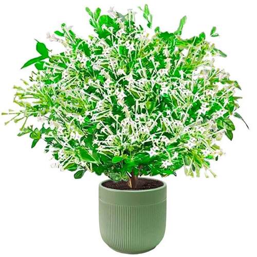 夜来香盆栽带花苞室内外庭院驱蚊花卉绿植好养九里香花苗四季花卉 - 图3