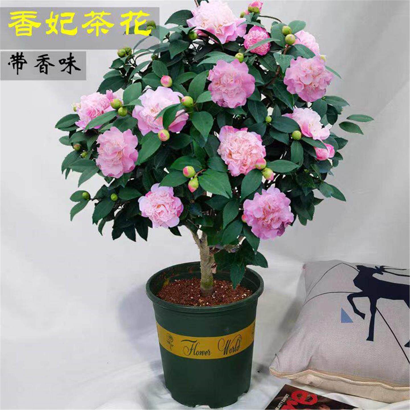 香妃茶花盆栽带花苞山茶树苗室内庭院开花植物好养活四季花卉绿植,淘宝优惠券,粉丝福利购,淘宝优惠卷