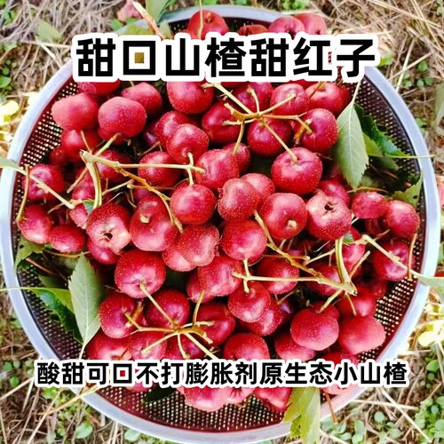 鲜山楂果甜红子山楂球红果炒货糖雪球专用小甜口山楂新鲜水果直发 - 图0