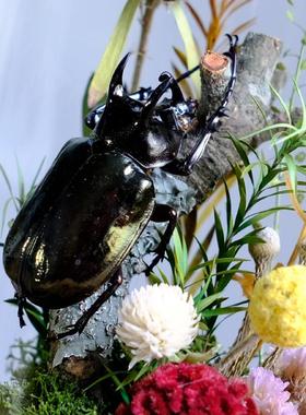 甲壳虫昆虫标本蝴蝶微景观玻璃罩陈列静物摆件科普植物创意礼物