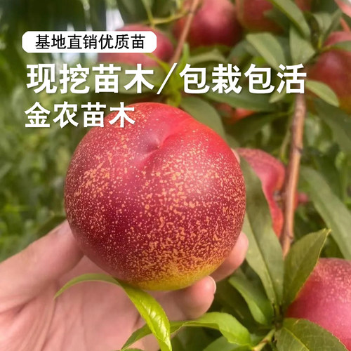 极早熟油桃树果苗嫁接鲁油3号油桃苗4月成熟黄肉油桃苗南北方种植 - 图2
