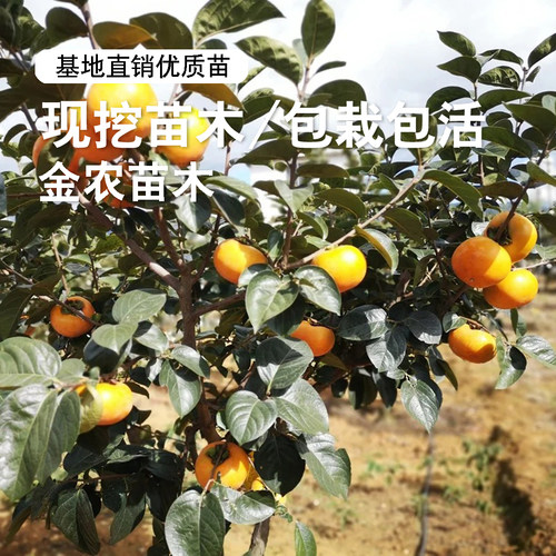 日本太秋甜柿树苗脆甜柿子苗树特大庭院盆地栽庭院南北方种植树苖 - 图2