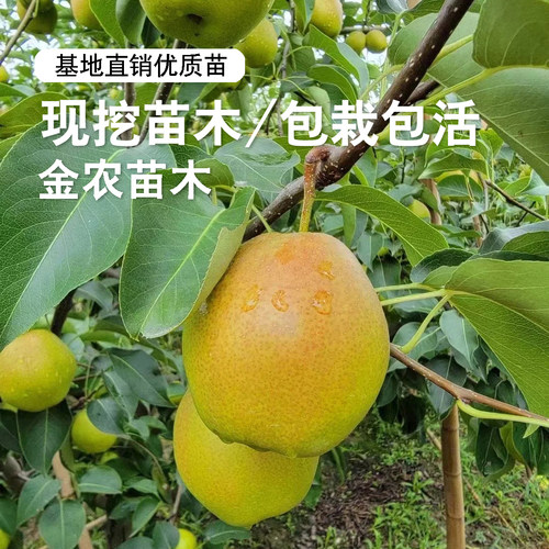 嫁接香梨树媚梨红香酥梨树苗盆栽地栽酥脆梨苗南北方种植当年结果 - 图2
