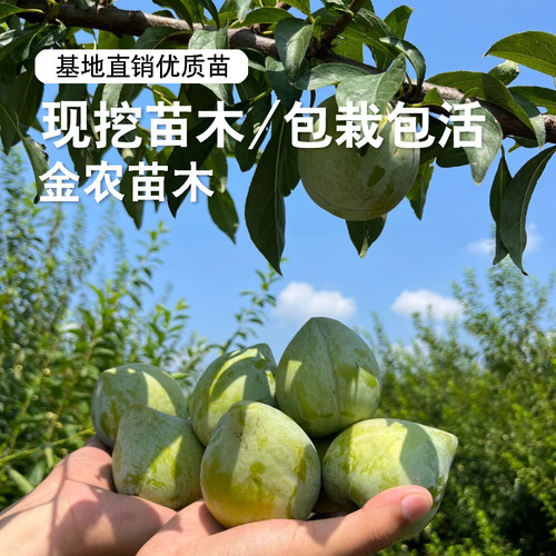 特大奈李果苗嫁接浦江桃形李树苗桃型李脆甜油奈李子苗南北方种植 - 图1