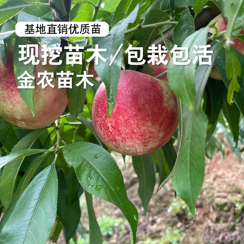 油桃树果苗嫁接红珊瑚油桃树苗脆甜白肉油桃苗南方北方种植盆地栽 - 图3