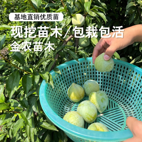 特大奈李果苗嫁接浦江桃形李树苗桃型李脆甜油奈李子苗南北方种植 - 图3
