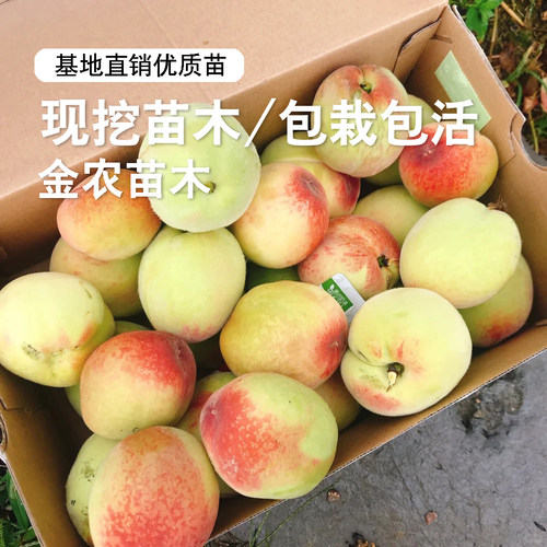 老品种四月半桃树苗极早熟一点红桃苗5月红甜桃子果苗南北方种植 - 图3
