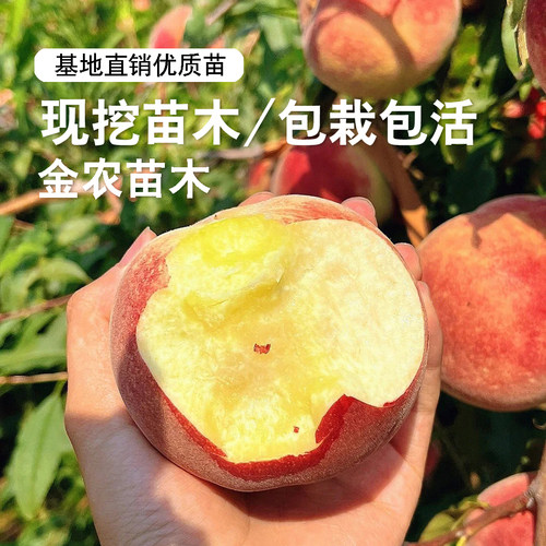 特大桃树果苗嫁接金秋红蜜桃树苗晚熟脆甜雪桃冬桃苗庭院盆栽桃子 - 图3