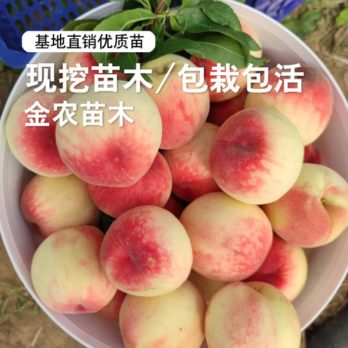 老品种四月半桃树苗极早熟一点红桃苗5月红甜桃子果苗南北方种植 - 图2