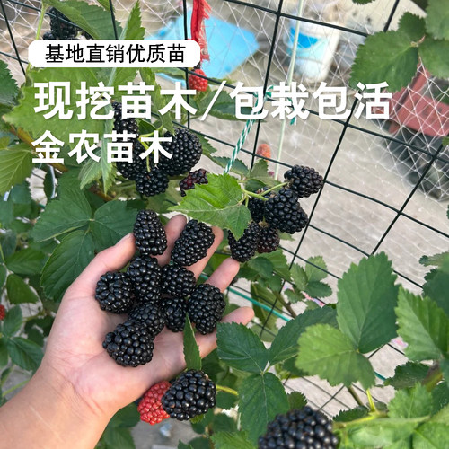 153黑莓树苗四季结果大果双季黑莓苗盆栽浆果树莓果苗南北方种植 - 图2