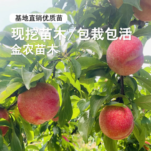 嫁接大红袍李子树苗晚熟耐寒李子苗南方北方盆栽地栽种植李子果树 - 图3
