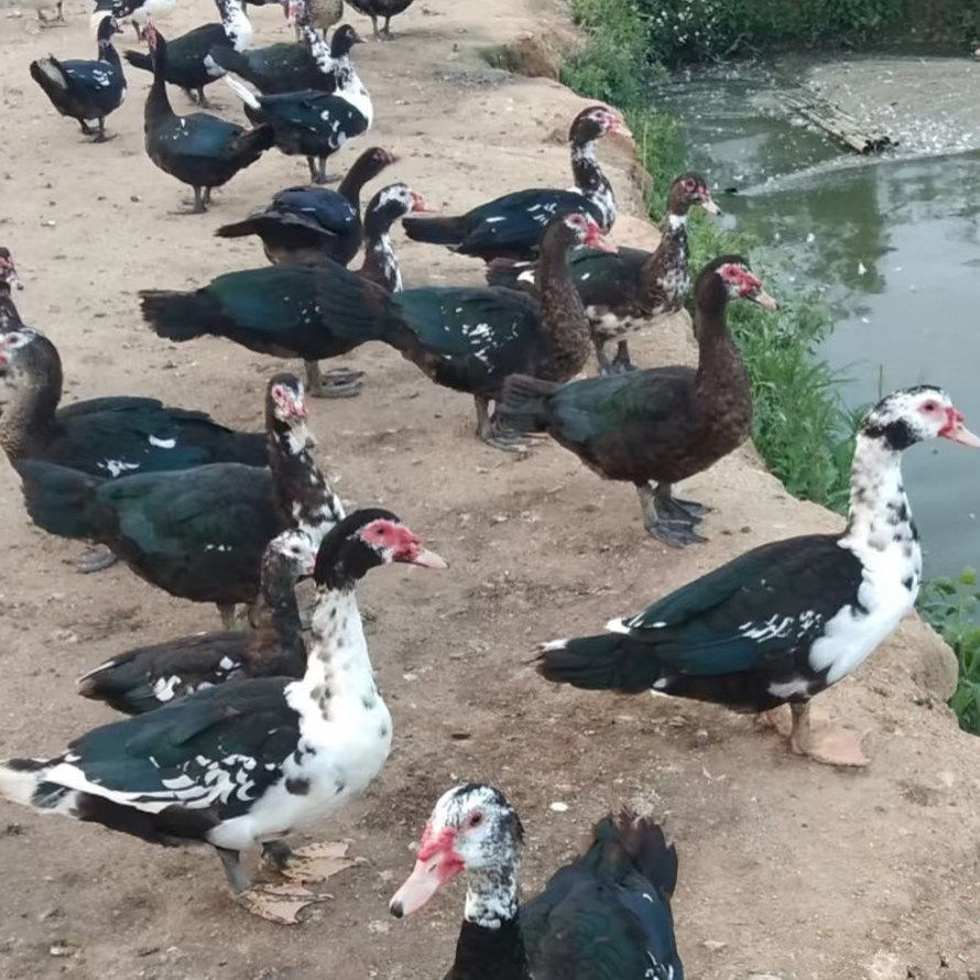 包邮大种黑番鸭苗豚鸭苗红脸鸭大洋鸭疫苗齐全宠物鸭,淘宝优惠券,粉丝福利购,淘宝优惠卷