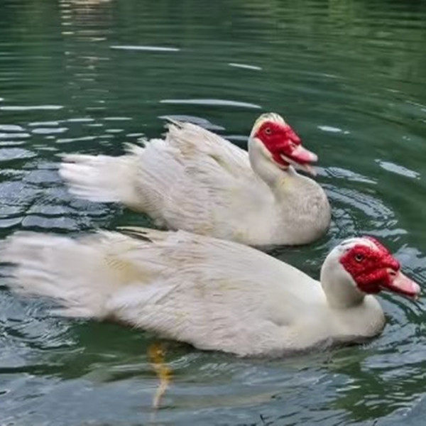 福建正宗大种白番鸭红脸鸭鸳鸯鸭脱温鸭宠物鸭散养鸭疫苗齐全,淘宝优惠券,粉丝福利购,淘宝优惠卷