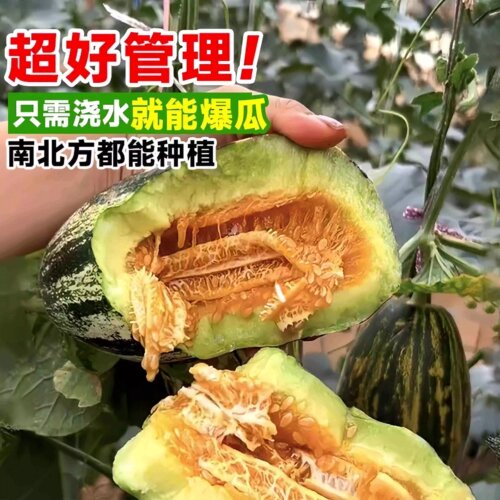 甜瓜种子冰糖子香瓜种籽羊角蜜薄皮高产四季播种特大甜掉牙老品种 - 图1