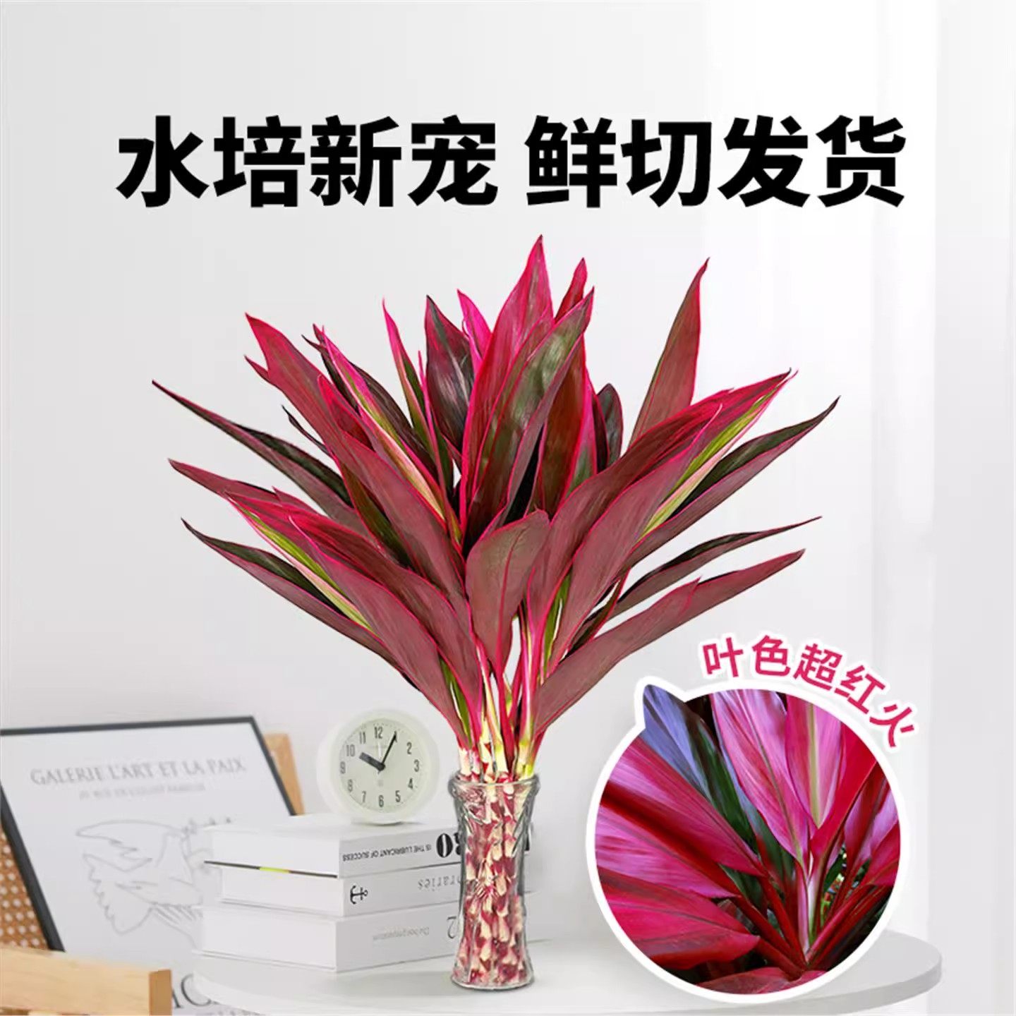 带根紫竹鸿运当头富贵竹水培绿植物盆栽粗杆客厅招财竹子室内花卉,淘宝优惠券,粉丝福利购,淘宝优惠卷