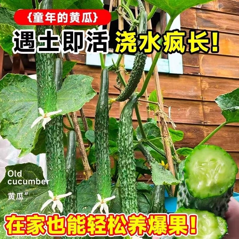 水果黄瓜种子四季种籽阳台番茄秋季蔬菜苗秧苗盆栽南方小青瓜旱瓜,淘宝优惠券,粉丝福利购,淘宝优惠卷