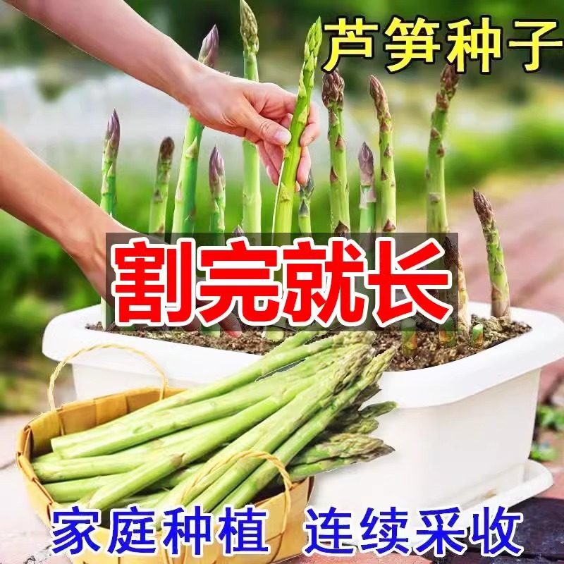 【割完就长】芦笋种子四季阳台花卉盆栽庭院播种芦笋蔬菜种子,淘宝优惠券,粉丝福利购,淘宝优惠卷