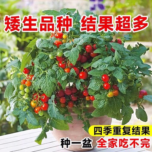 带花带果带土带盆发货矮生番茄苗盆栽阳台小院小番茄圣女果可食用 - 图2