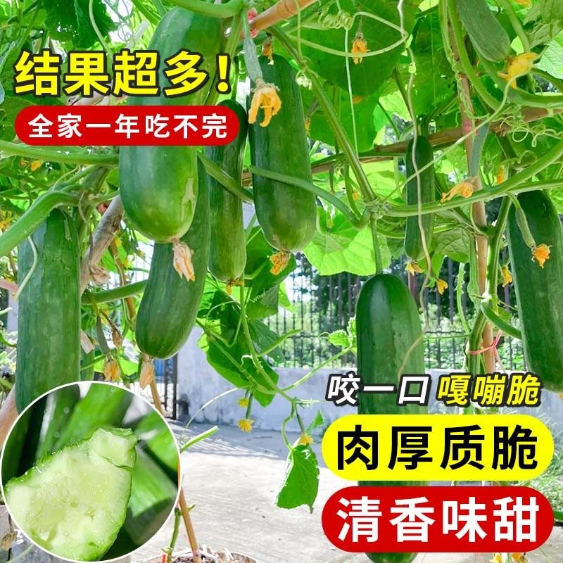 水果黄瓜种子四季种籽阳台番茄秋季蔬菜苗秧苗盆栽南方小青瓜旱瓜,淘宝优惠券,粉丝福利购,淘宝优惠卷