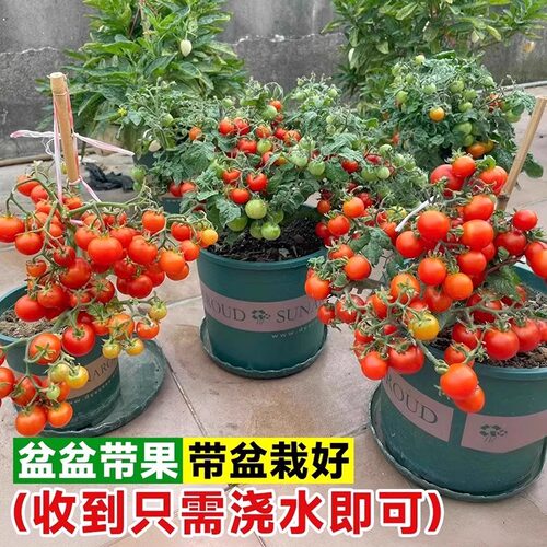 带花带果带土带盆发货矮生番茄苗盆栽阳台小院小番茄圣女果可食用 - 图1