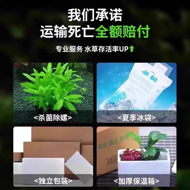 南美青竹水草鱼缸专用植物坨草净化水质养鱼造景增氧制氧阴性竹子,淘宝优惠券,粉丝福利购,淘宝优惠卷