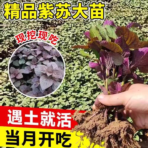 可食用紫苏苗棵带土带根发货大叶新鲜紫苏幼苗四季盆栽阳台种植 - 图0